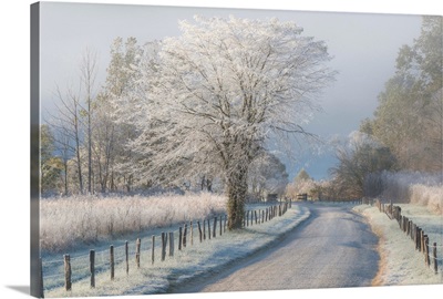 A Frosty Morning