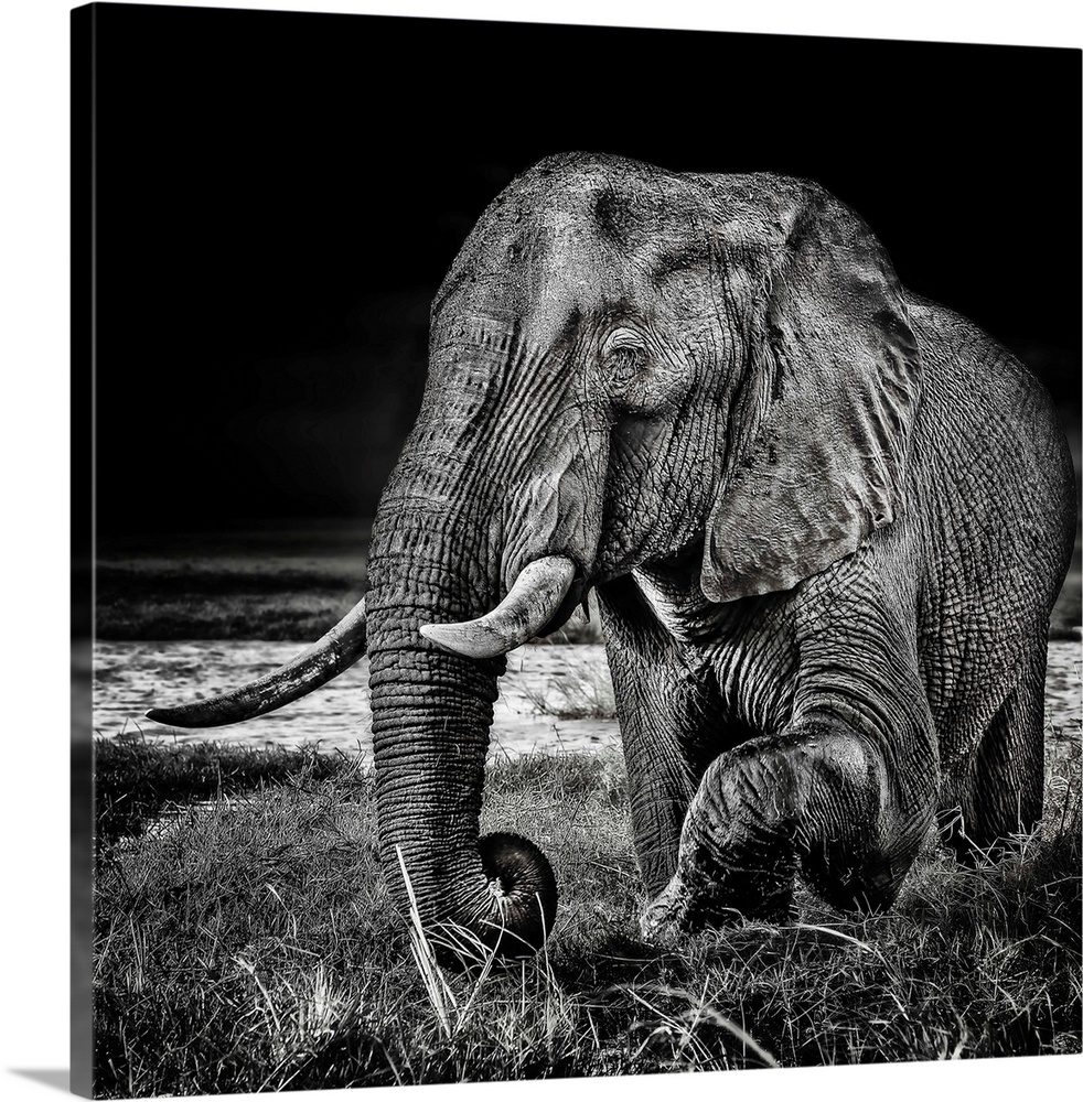 Square black and white photograph of an elephant highlighting the contrasting detail in its skin.