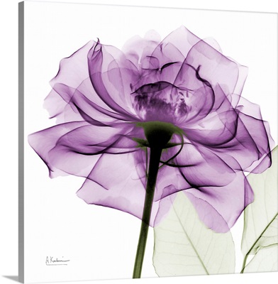 Purple Rose X-Ray Photograph