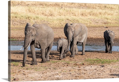 Elephants At The Watering Hole