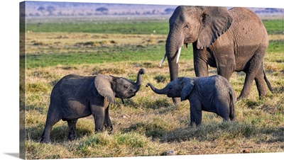 Elephants In Kenya