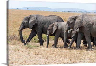 Elephants In Tanzania