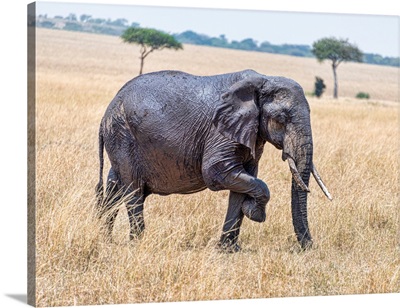 Elephants In Tanzania