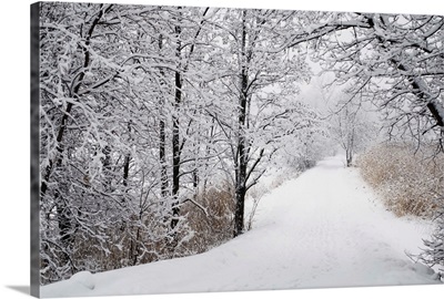 A Path Lined With Trees And Covered In Snow; Quebec, Canada