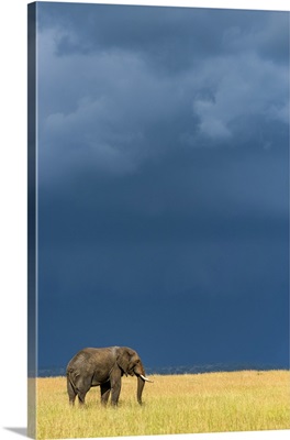 African Bush Elephant, Serengeti National Park, Tanzania