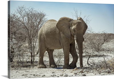 African Elephant (Loxodonta), Etosha National Park, Namibia