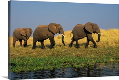 African Elephants, Lake Kariba, Matusadona National Park, Zimbabwe