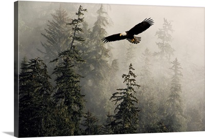 Bald Eagle Soaring Through Misty Tongass Nat Forest Southeast Alaska