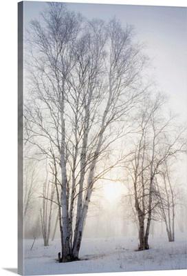 Birch Trees In The Fog In Winter, Ontario, Canada