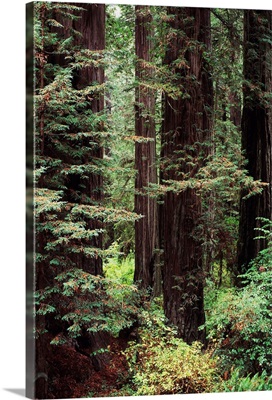 California, Jedediah Smith Redwoods State Park, Old Growth Of Redwood Trees