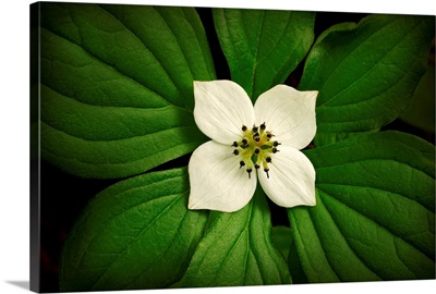 Close up Dwarf Dogwood flower in full bloom, Alaska