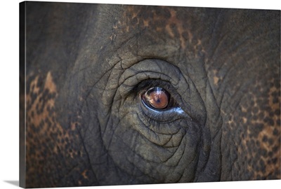 Close-up Of An Elephant's Eye