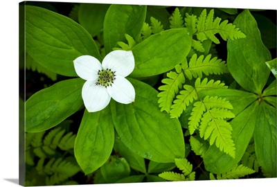 Close up of dwarf dogwood flower and ferns, Turnagain Pass area of the Kenai Peninsula