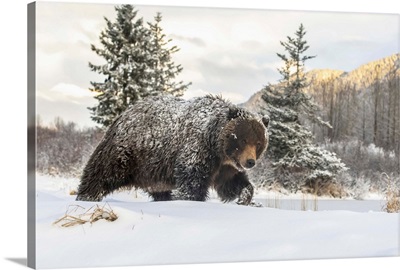 Grizzly Bear Walking In The Snow, Alaska Wildlife Conservation Center