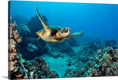 Hawaii, Green Sea Turtle (Chelonia Mydas) An Endangered Species