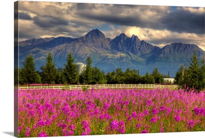 Scenic view of Pioneer peak with Fireweed in the foreground, Palmer, Alaska, HDR image