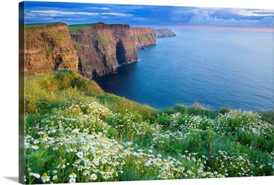 Summer Daisies Growing In Abundance On Cliffs Of Moher, County Clare, Ireland