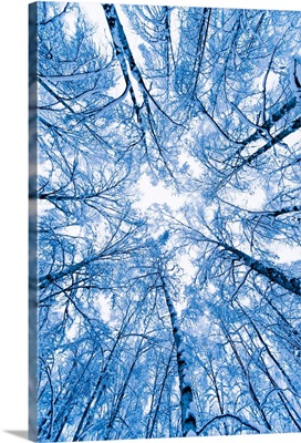 Tree top abstract of a snow covered Birch forest, winter, Anchorage, Alaska