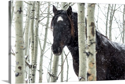 Wild horse in a snowstorm, Turner Valley, Alberta, Canada