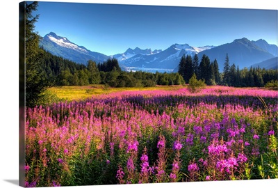 Wildflowers at Mendenhall, Juneau, Alaska