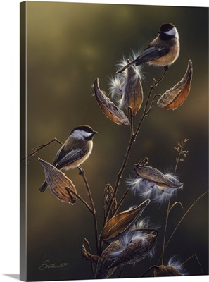 Chickadees In Milkweed