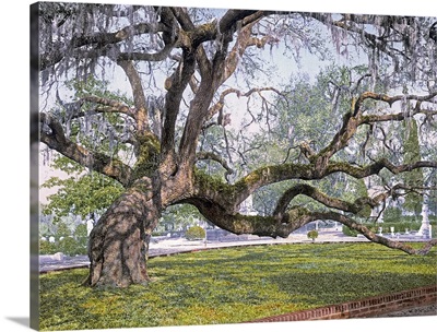 Live Oak in Magnolia Cemetery Charleston S.C