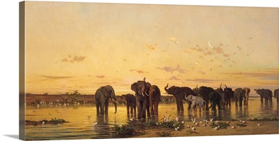 African Elephants