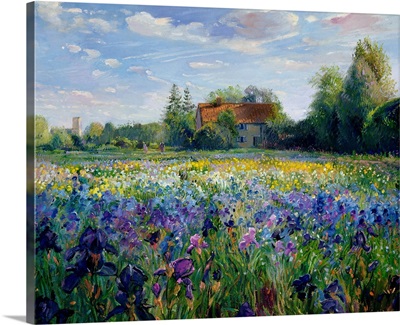 Evening at the Iris Field