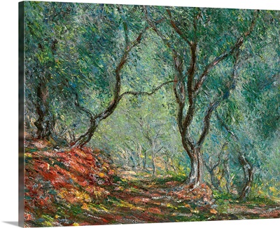 Olive Trees in the Moreno Garden, 1884