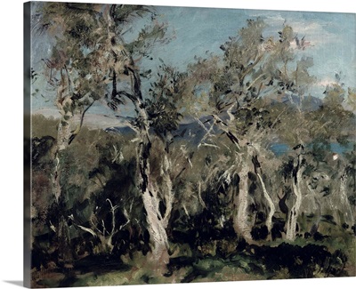 Olives, Corfu, 1912