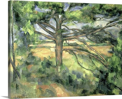 The Large Pine, 1895 97