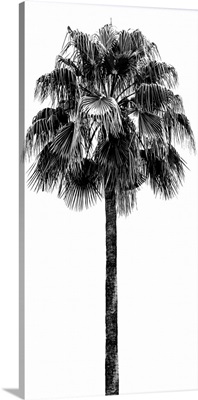 Palm Tree IV