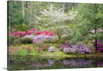 A mixture of dogwood and azaleas in the garden