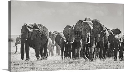 Africa, African Elephant, Amboseli National Park, Front Of Elephant Herd Walking