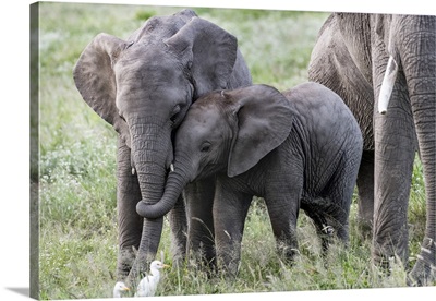 Africa, Kenya, Amboseli National Park, Close-Up Of Juvenile Elephant