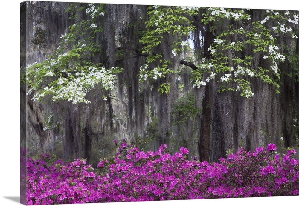 USA, North America, Georgia, Savannah.  Azaleas and dogwood bloomimg in the spring.