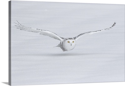 Canada, Ontario. Snowy owl flies low to ground.