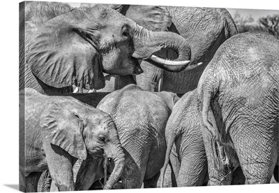 Elephant Family, Amboseli National Park, Africa