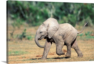 South Africa, Addo Elephant Nat'l Park. Baby Elephants By Water Hole.