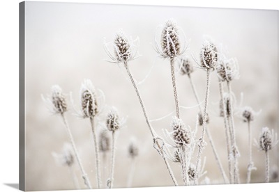 USA, Oregon, Eugene, Mornings Frost On Teasel