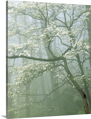 Virginia, Shenandoah National Park, flowering Dogwood in foggy forest