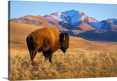 American Bison