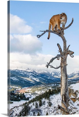 Mountain Lion On Dead Tree Perch