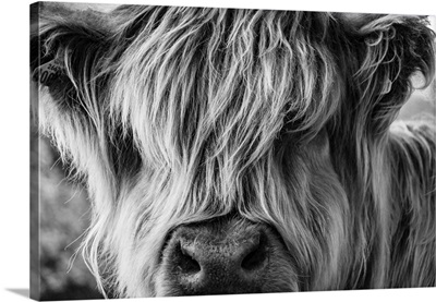 A Very Long-Haired Cow Looks At The Viewer Through Its Hair