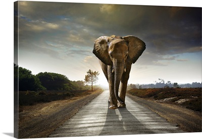 Walking Elephant