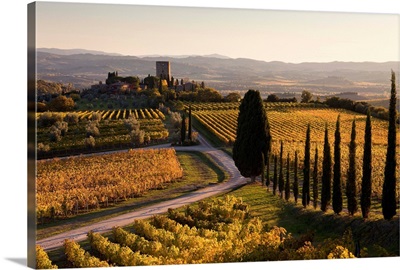 Italy, Tuscany, Brunello wine road, Orcia Valley, Sangiovese vineyards near Montalcino