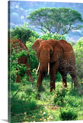 Kenya, Tsavo National Park, African Elephants