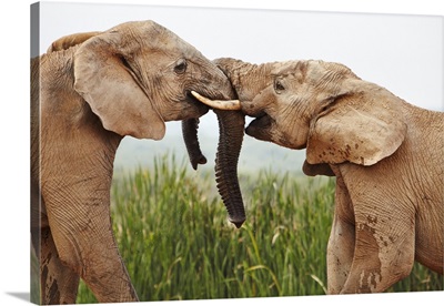 South Africa, Addo Elephant National Park, Young Bull Elephants Greet Each Other