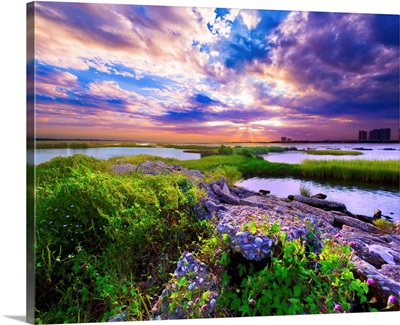 Morning Glory Wildflowers And Purple Cloud Sunrise