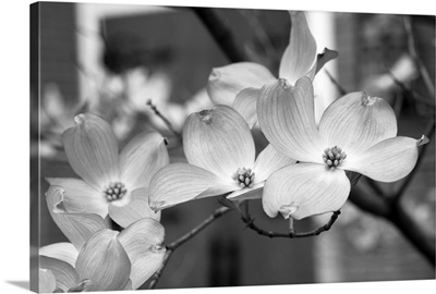 Dogwood Blossoms Black and White II